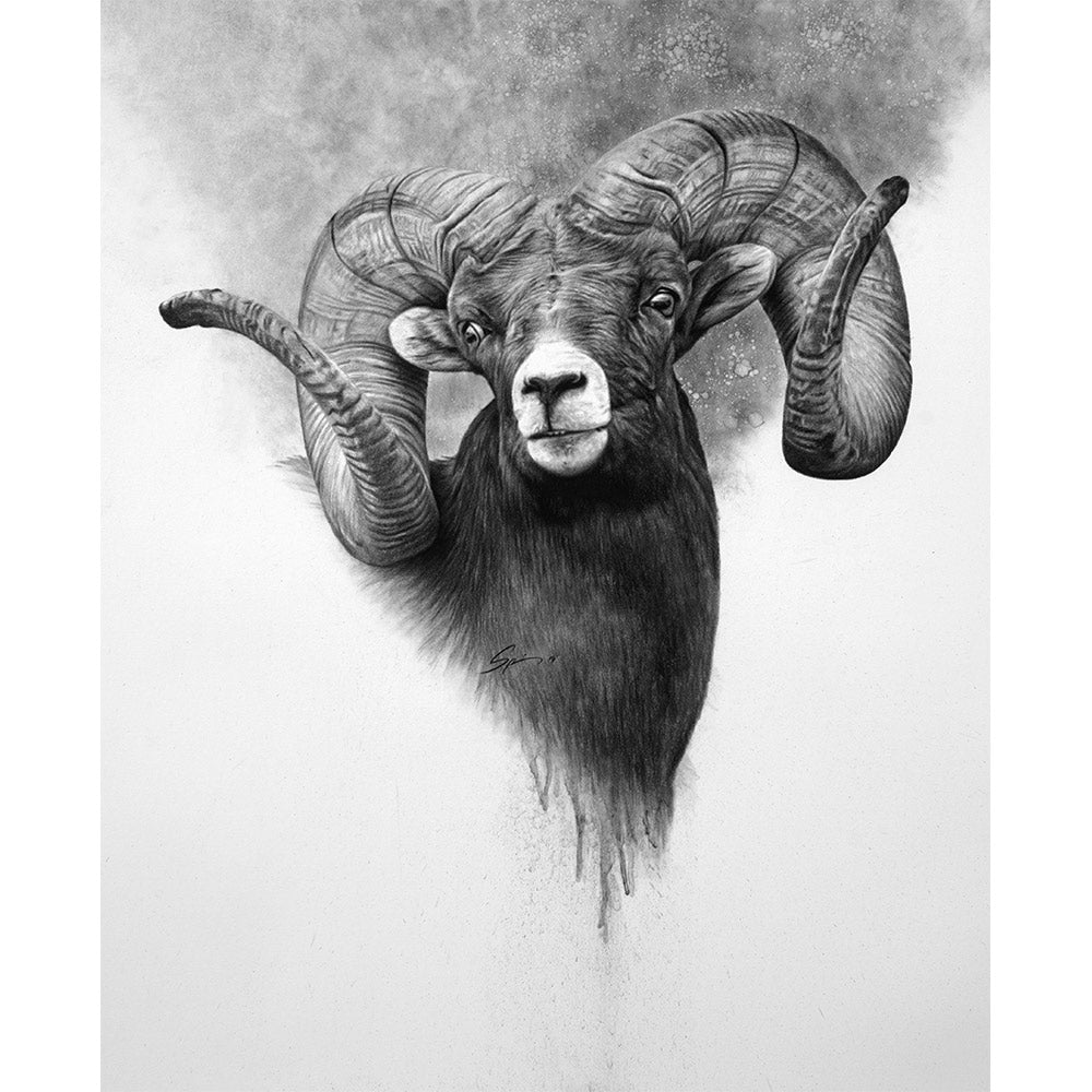 Big Horn Sheep Joshua Spies Fine Art