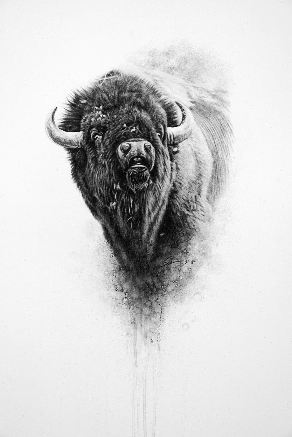 bison drawing