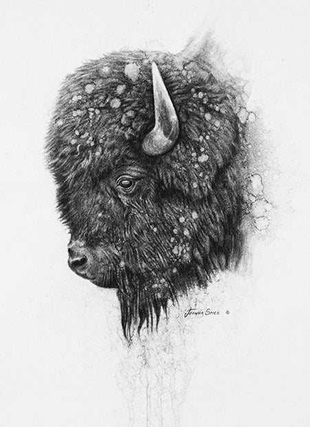 american bison head drawing