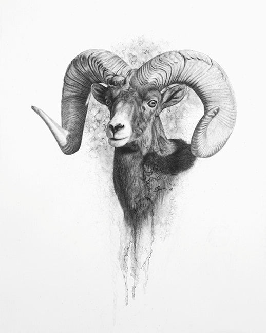 horned sheep drawings