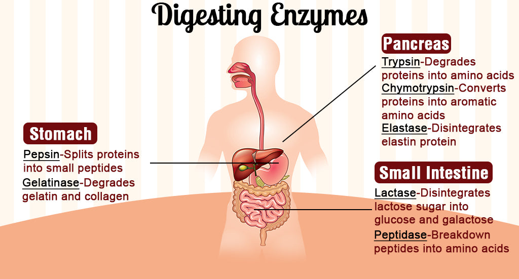 Enzymes for protein digestion