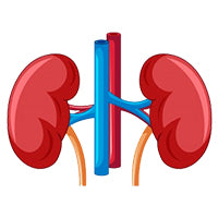 Kidney