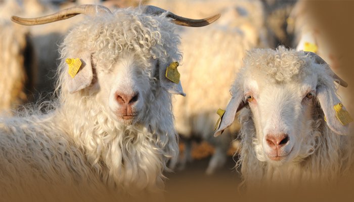 Angora goat