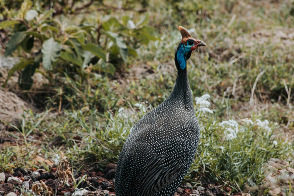 Helmeted Guineafowl, Tarangire National Park, Tanzania