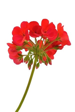 geranium