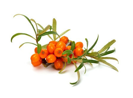 sea buckthorn