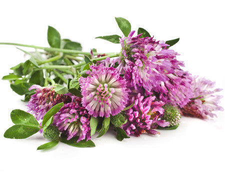 red clover infusion