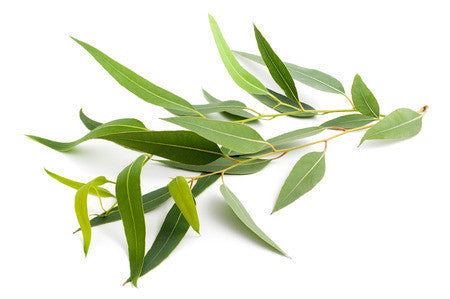 eucalyptus