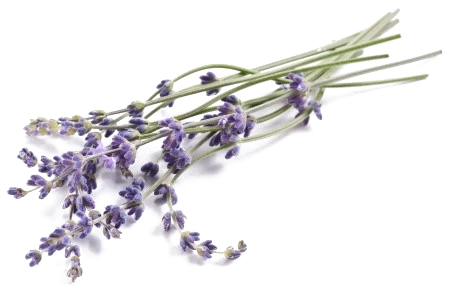 Lavender Infusion
