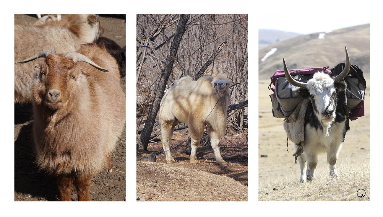 Fra v. til h.: Geit, kamel og yak
