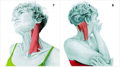 Lateral Side Flexion of the Neck + Neck Rotation Stretch