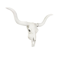 Longhorn Cow Skull