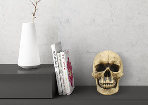 Lifesize Natural Human Skull Tabletop Decor - FREE 2 Day Shipping