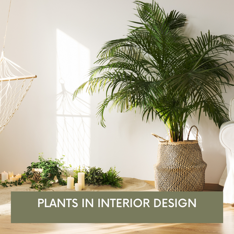 using plants to divide a room