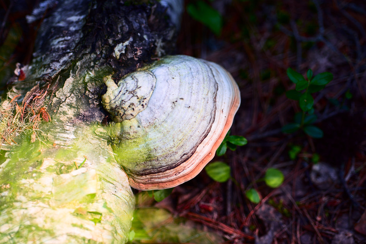 Chaga mushroom up close