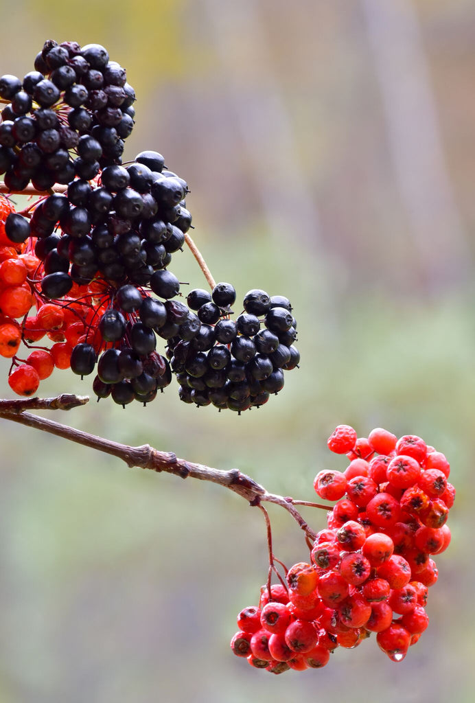 Eleuthero Berries