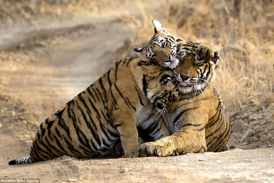 tigers cuddling