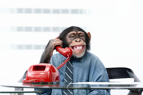 A monkey in a suit in an office, holding a phone to it's ear grinning