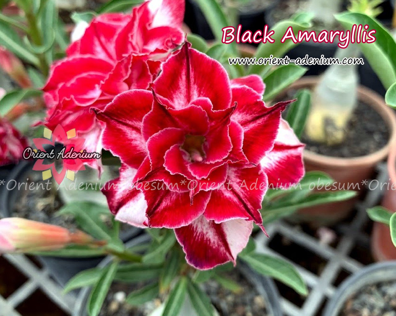 Adenium obesum Black Amaryllis Grafted plant - Orient Adenium online store