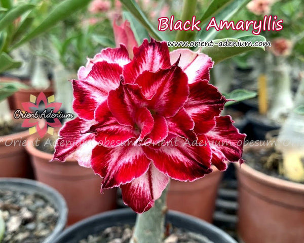 Adenium obesum Black Amaryllis Grafted plant - Orient Adenium online store