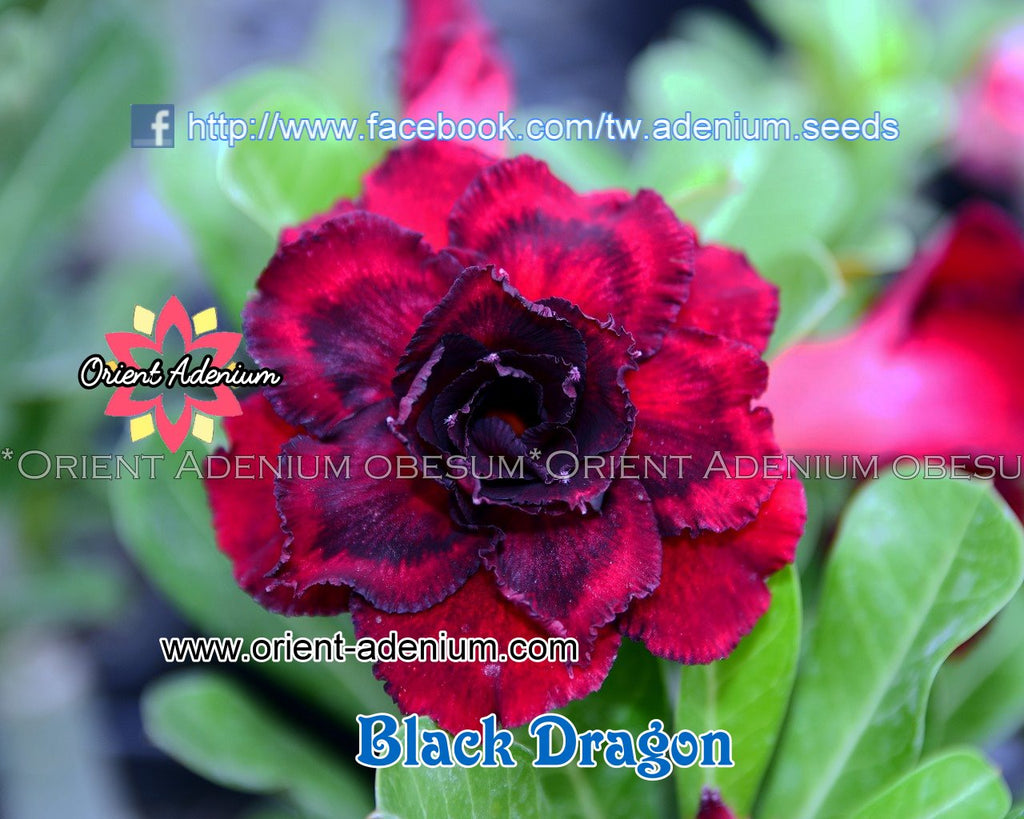 Adenium obesum Black Dragon 15 seeds - Orient Adenium ...