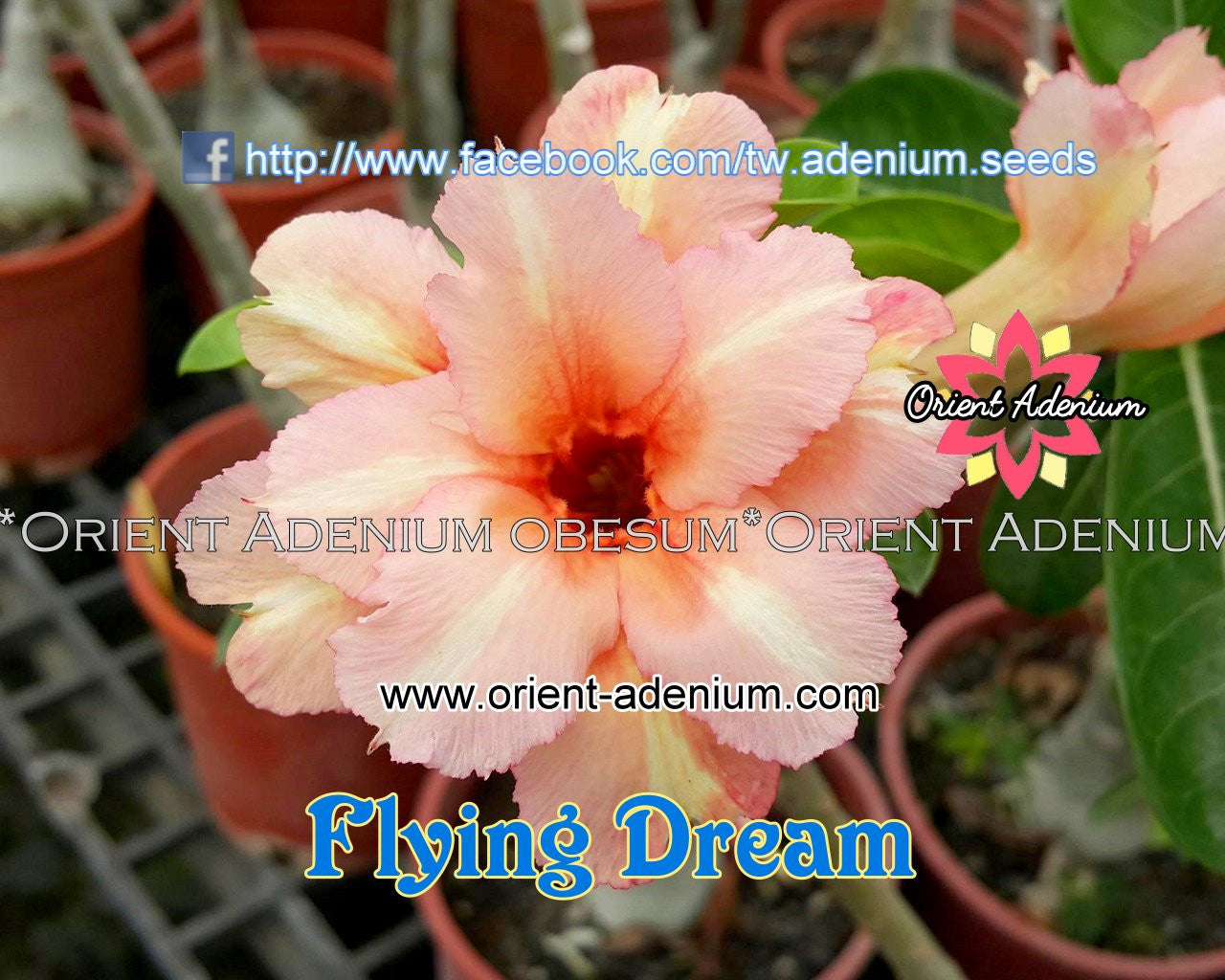 Adenium obesum Flying Dream Grafted plant - Orient Adenium online store