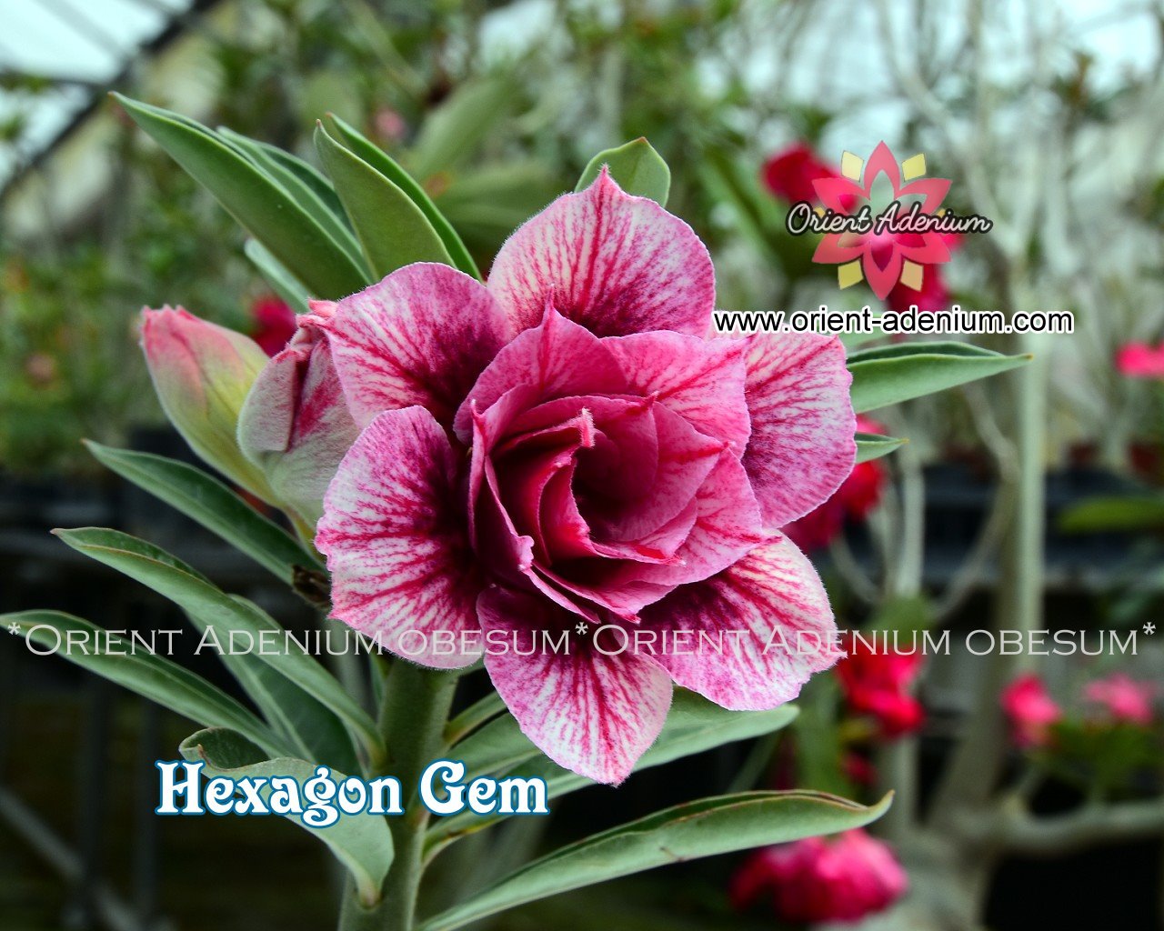 Adenium obesum Hexagon Gem Grafted plant - Orient Adenium online store