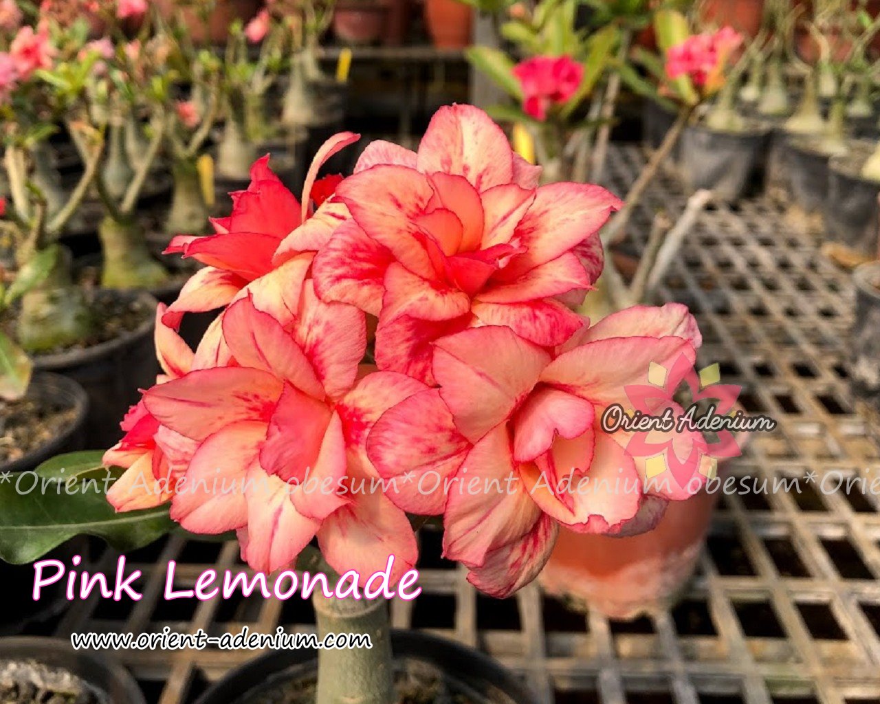 Adenium obesum Pink Lemonade Grafted plant - Orient Adenium online store
