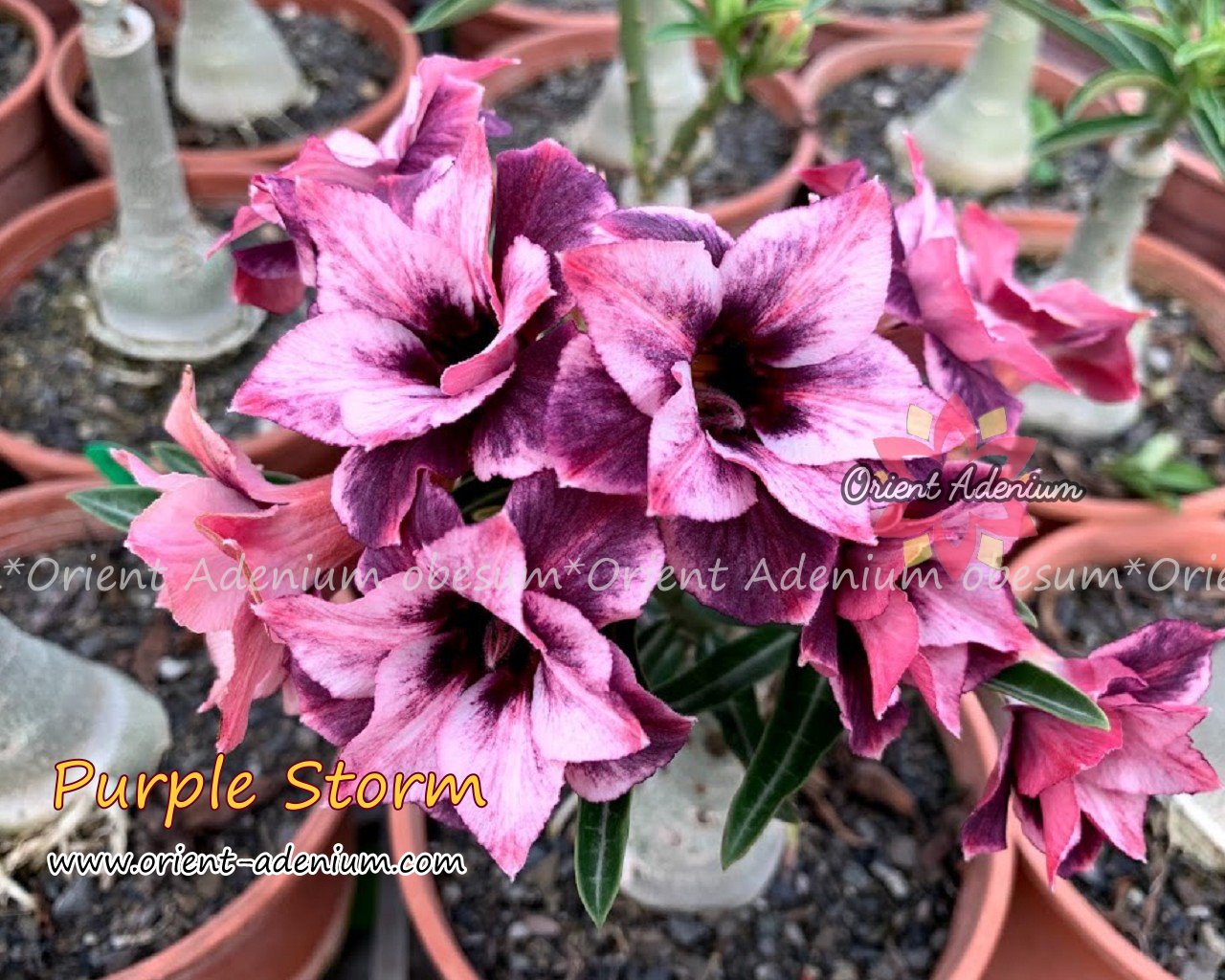 Adenium obesum Purple Storm Grafted plant - Orient Adenium online store