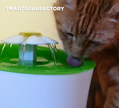 Zuala™ Cat Water Fountain Dispenser BPA Free (5 Pcs Set ...