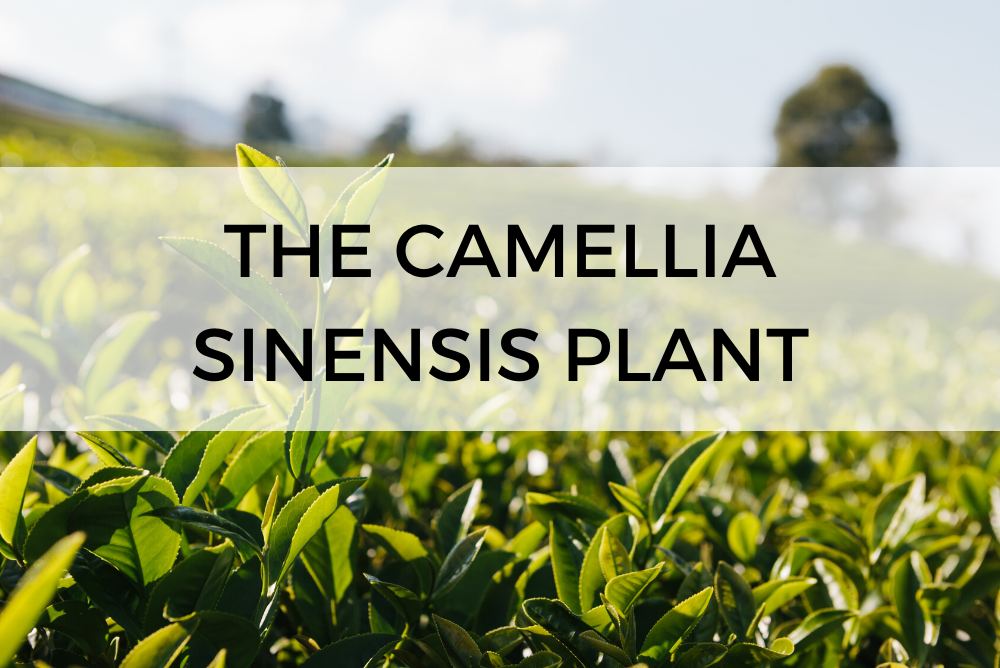 Tea Plant 101: Everything To Know About Camellia Sinensis
