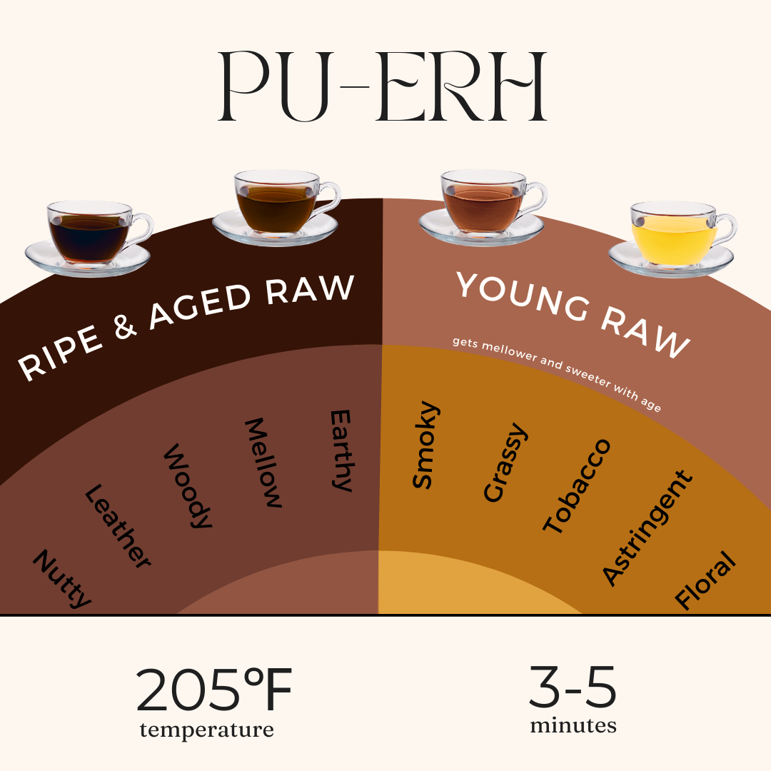 Puerh Tea Taste Infographic