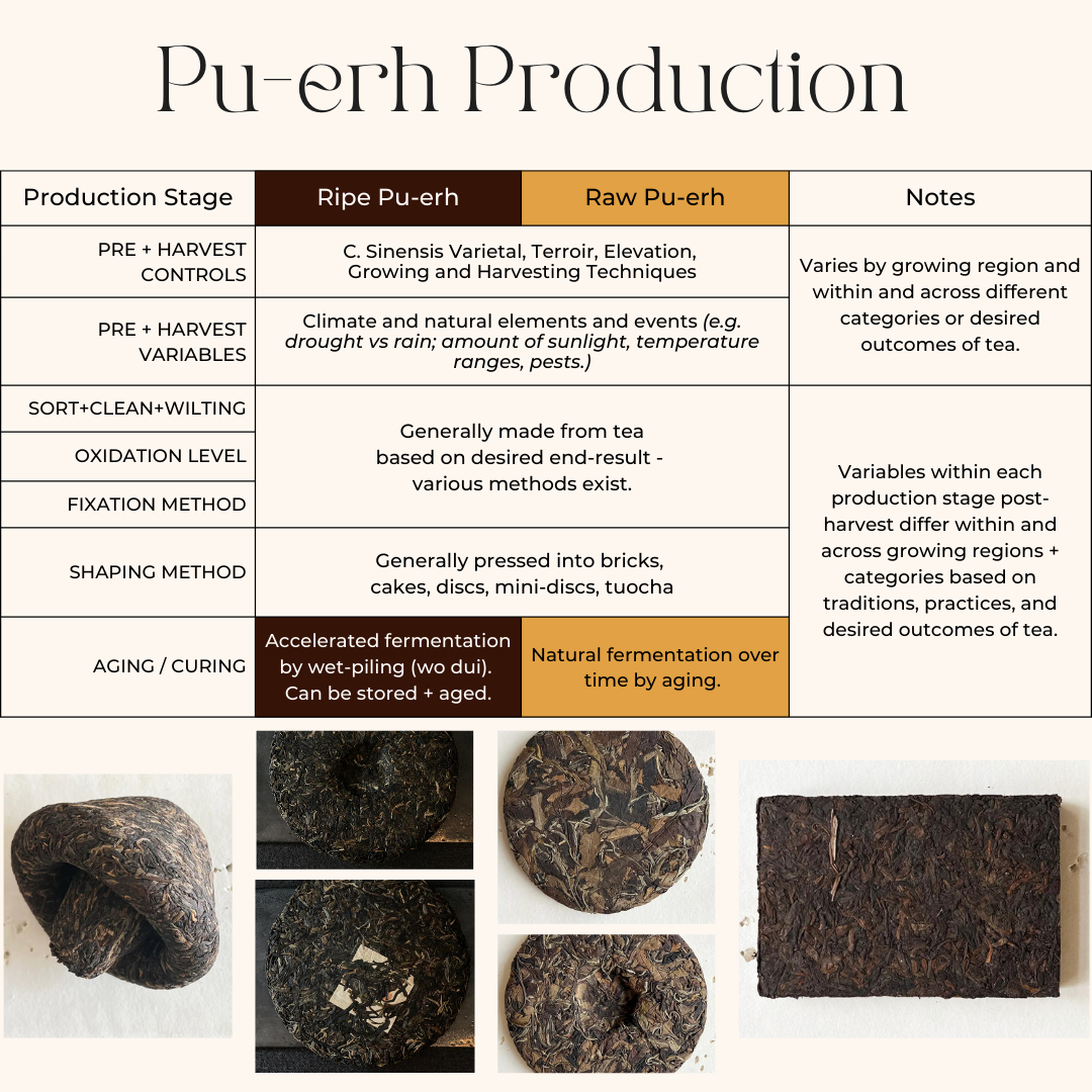 Puerh Tea Production Infographic
