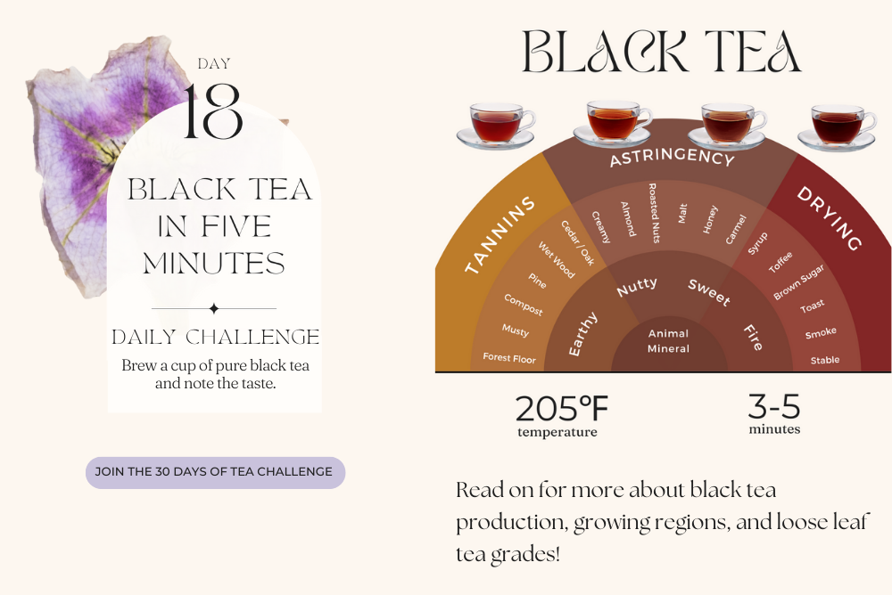 Black Tea in Five Minutes Infographic