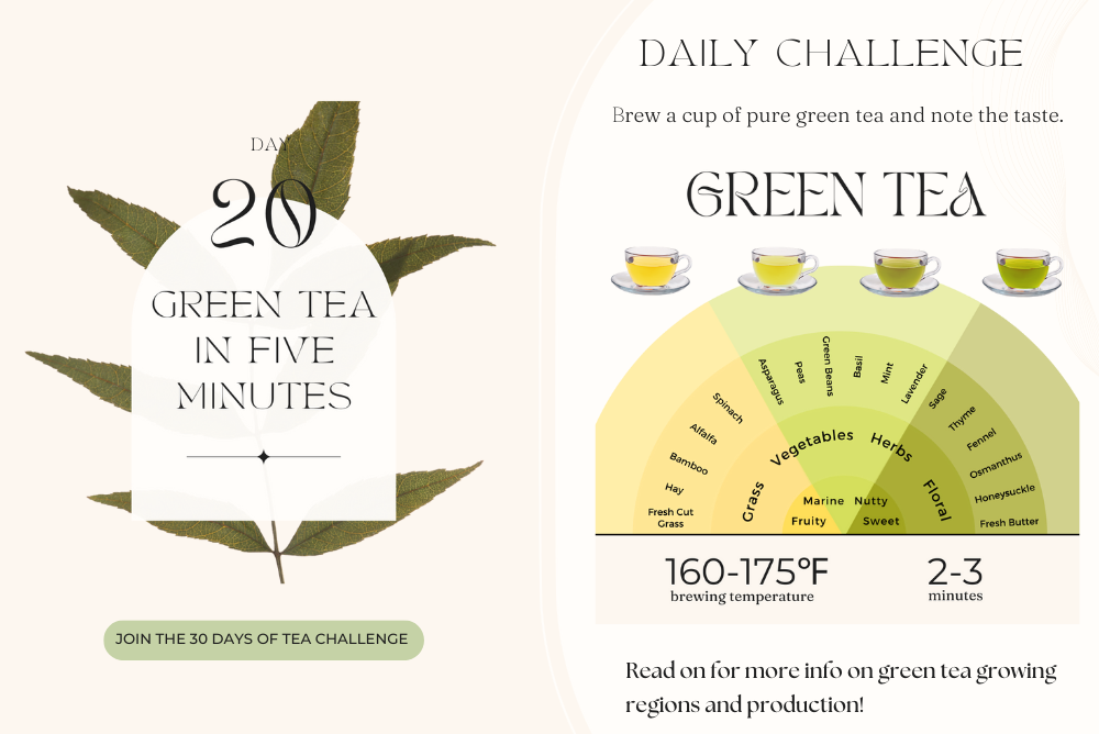 What is Green Tea? Learn more about teas and the best type of green tea