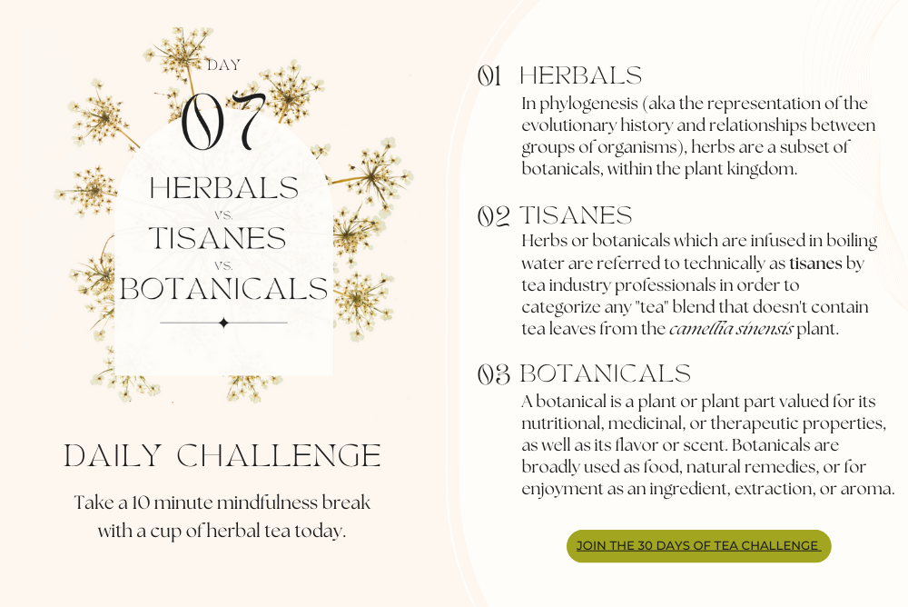 Difference between herbals, botanicals, and tisanes infographic
