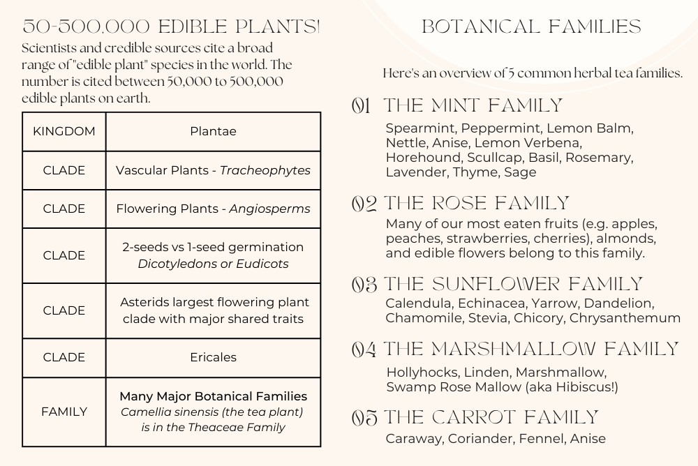 Botanical families and herbal tea origins