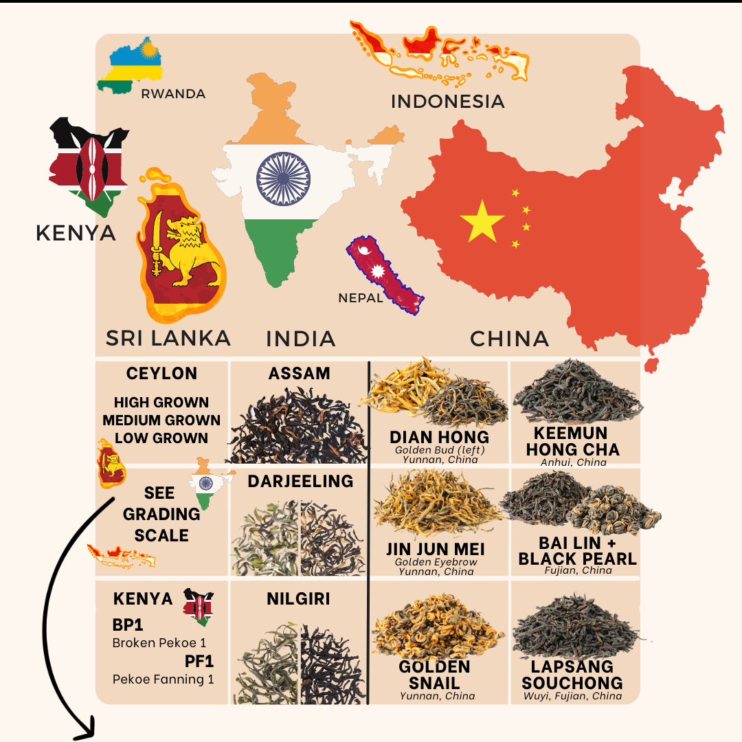 Black Tea Origins Infographic