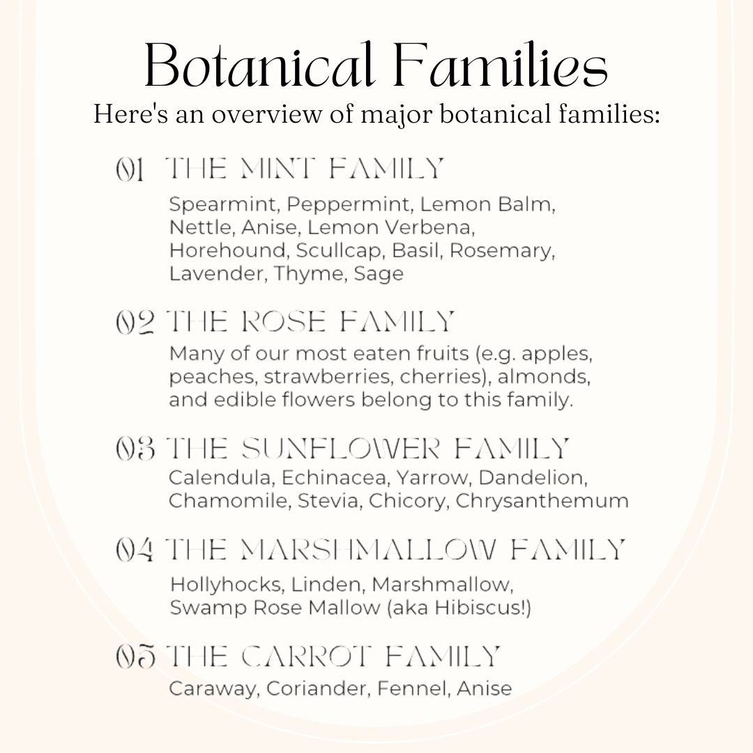 Botanical Families Infographic