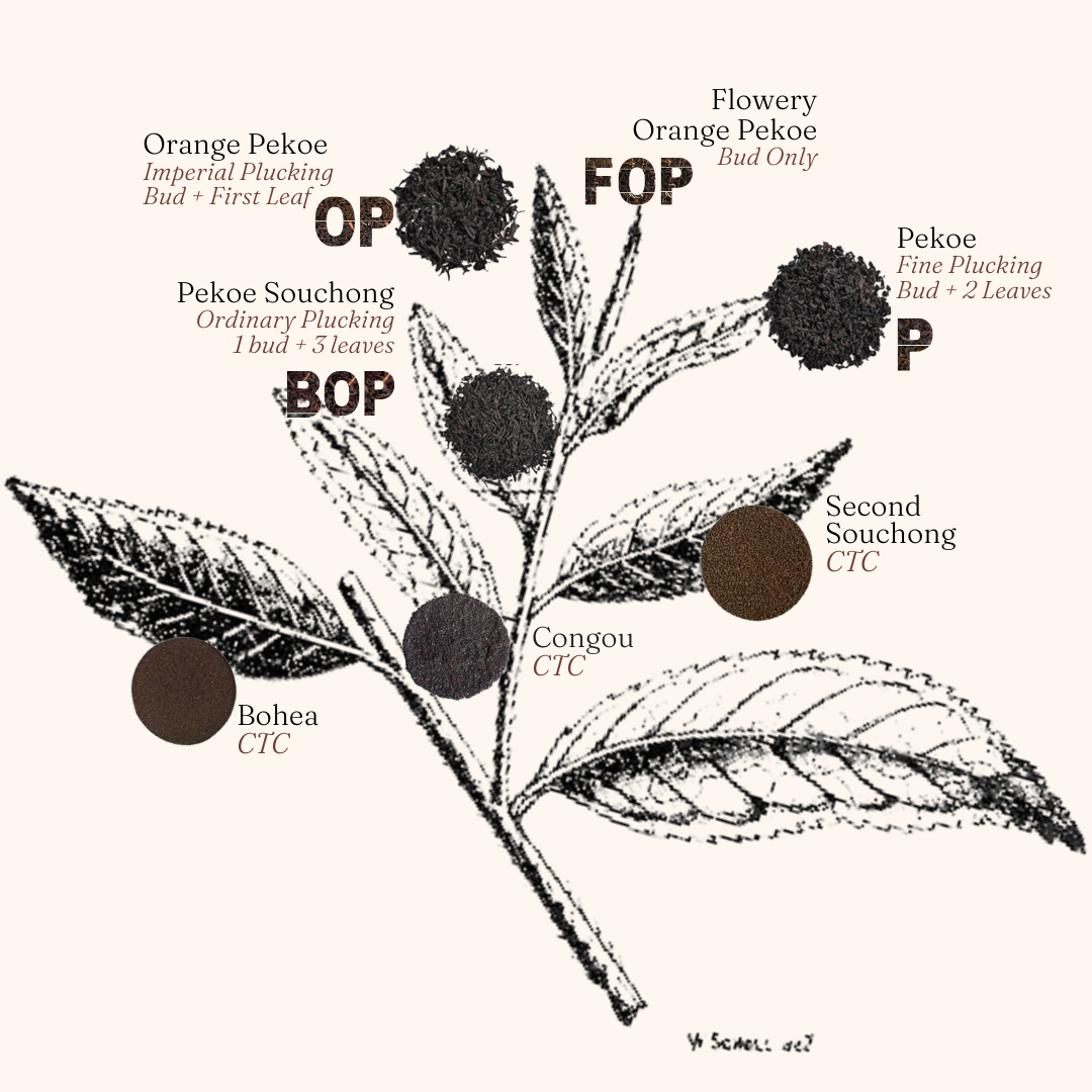 Black Tea Leaf Grades Infographic