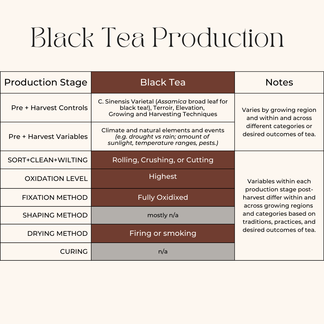 Black Tea Processing Infographic