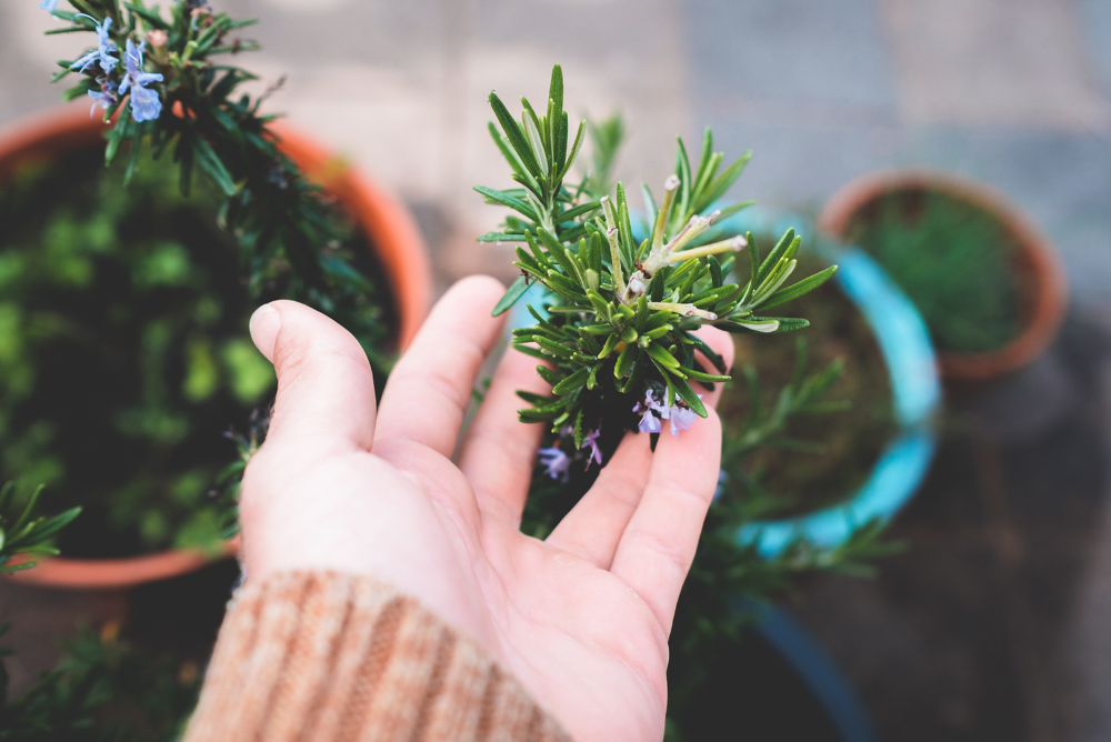 Hand holding blooming rosemary herbs