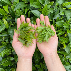 Hands holding Camellia sinensis tea leaves