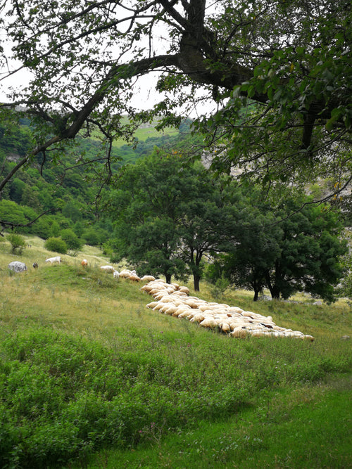 Are Sheepskins Ethical? – Dartmoor Sheepskins