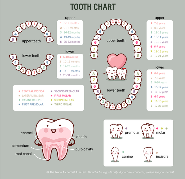 Tooth eruption chart for baby