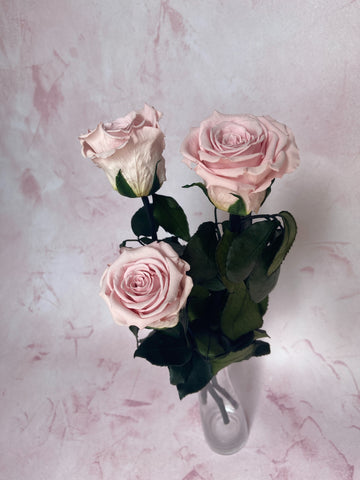 Long stem preserved pink roses