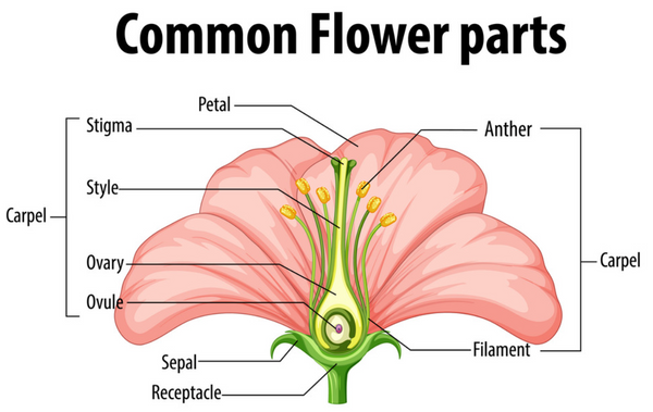 common parts of a flower