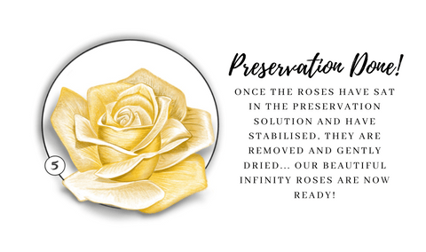 infinity roses preservation 5