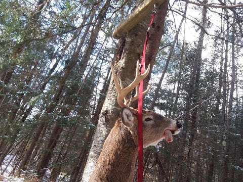 Buck Hanging from the Tree