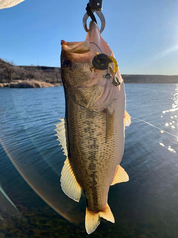 Big Bass was snagged in Buffalo Springs Lake